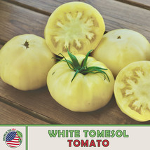 HS 10 White Tomesol Tomato Seeds, Heirloom, Low-Acid, Non-GMO, Genuine USA - £3.44 GBP