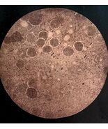 Hog Cholera Virus Swine Microscope Plate Print Victorian 1887 Agricultur... - $56.00 CAD