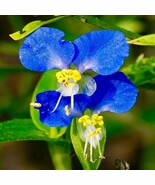 Myosotis Seeds for Asiatic Forget Me Not.Asiatic Dayflower Seeds - $293.65 MXN