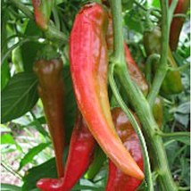 Isleta Long Hot Peppers  10 Seeds  Garden Beautiful USA SELLER - $5.60