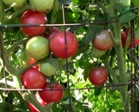 LKS Eva Purple Ball Tomato Seeds Non-Gmo Heirloom Home Garden - $9.33