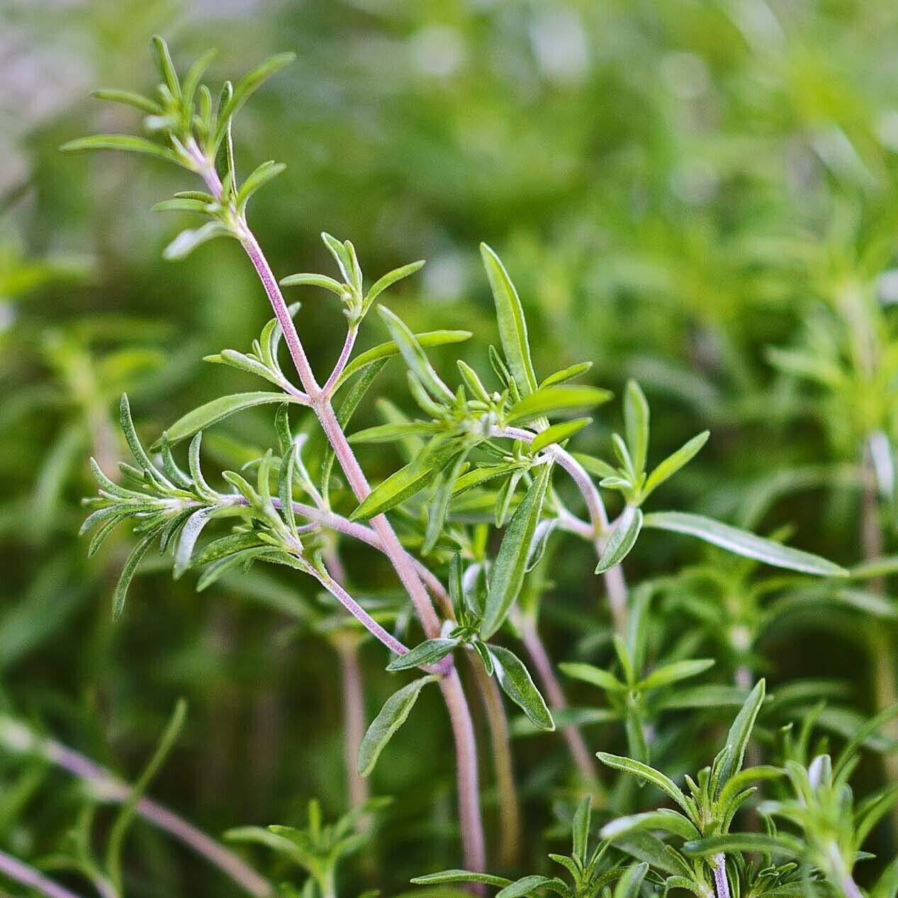 Summer Savory Herb 200-64,000 Seeds Healthy Green annual perennial Heirl... - $1.49+