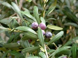 1 Pcs Olive Tree Arbequina Olea europaea Live Plant Fruit Plant - £26.64 GBP