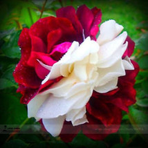 New Fresh New Zampa Dust Rose Bi Color Bonsai Flowers 50Pcs/Package Dark Red Whi - £25.29 GBP