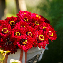 Best Zinnia METEOR Burgundy / Red Flowers Pollinators Butterflies 100 Seeds - £3.84 GBP