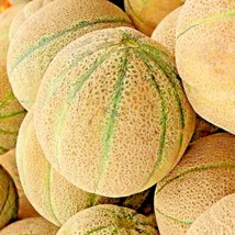 100 Honey Rock Melon Seeds Sweet Non-GMO Free Shipping - $8.97