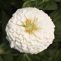 40 Zinnia White Giant Dahlia Flowered Seeds Fresh Gardening USA Shipping - $10.89