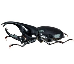 Xylotrupes Sumatrensis Handmade Beetle Model Fine Insect Figurine Bugs - £36.22 GBP