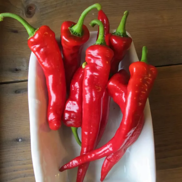 25 Hot Portugal Pepper Seeds 2024 Heirloom Seed Usa Fresh Garden - £5.09 GBP