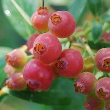 Blueberry ‘Pink Lemonade’ (Vaccinium hybrid) 4&quot; Pot Size - £35.41 GBP