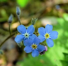 Fast Ship USA Seller Myosotis Sylvatica Woodland Forget Me Not 500 Seeds - $17.90