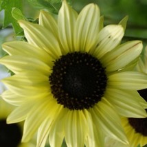 20 Sunflower Moonshine Seeds New Fresh Seeds USA - $13.30