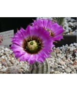10 Seeds Echinocereus reichenbachii - $286.16 MXN