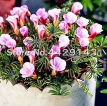 Oxalis Versicolor Flowers Seeds Purple &amp; Light Pink Flowers - £4.34 GBP