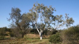 Eucalypt Camaldulensis River Red Gum 500 Seeds 3 - £8.96 GBP