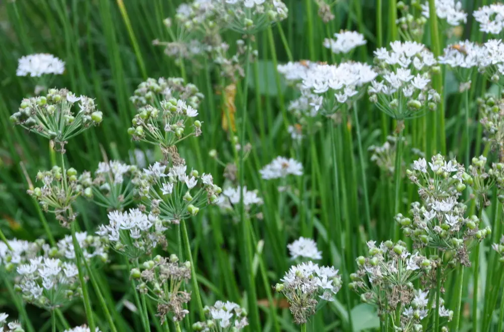 Garlic Chives NON GMO 100 Seeds  - £7.72 GBP