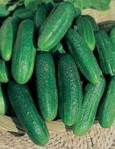 Cucumber Mixed Mini Small Medium Large Vegetable, 20 seeds - £8.09 GBP