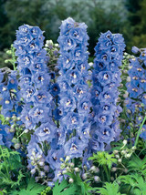 US Seller 50 Delphinium Seeds Magic Fountain Blue Sky White Bee Flower Seeds Per - £18.67 GBP