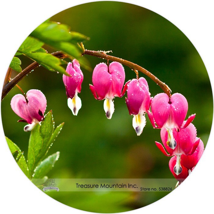 Red Lamprocapnos Spectabilis Bleeding Heart Plant Flower Seeds 5 Seeds F... - $3.46