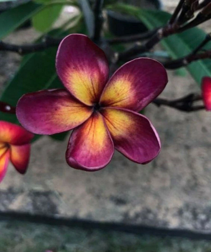 5 Lavendar Yellow Plumeria Seeds Plants Flower Hawaiian Flowers Perennia... - $16.82 CAD