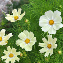 NEW Sunset Yellow Cosmos bipinnatus Annual Flowers, 50 seeds, bonsai ornamental  - £4.47 GBP