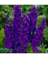 RD 200+ Pacific Giant Black Night Delphinium Seeds for Garden - FREE SHI... - $5.15