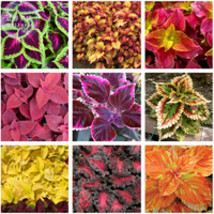 Rainbow Mixed Coleus Seeds, 100 Seeds, Professional Pack, perennial herbal garde - £2.78 GBP