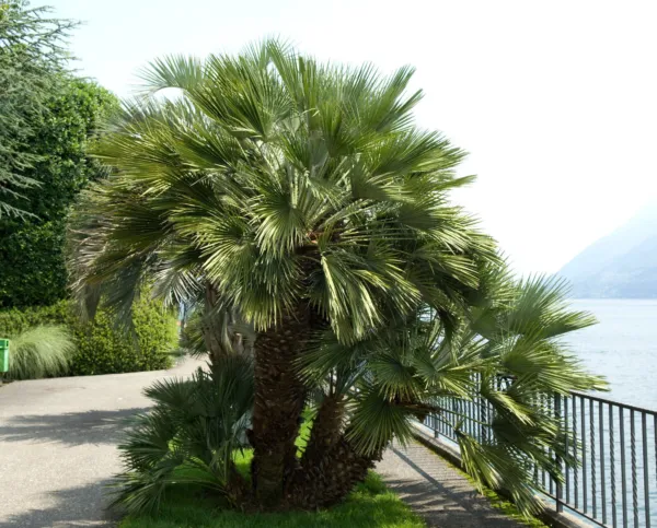 5 Common Windmill Palm Tree Trachycarpus Fortunei Hardy Chusan Houseplan... - $155.25 MXN