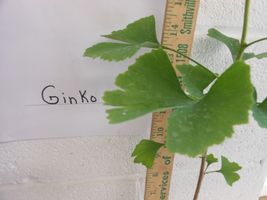 Ginkgo maidenhair tree image 7