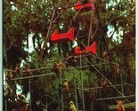 Monkey Exhibit Ferris Wheel Jacksonville Zoo Florida FL UNP Chrome Postc... - £3.07 GBP