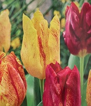 Shocking Triumph Tulip 6 Bulbs - 12/+cm Bulbs - New - $41.99