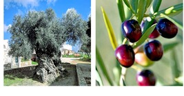 Canino Olive Tree 10 Seeds (Olea Europaea) European Common Edible Fruit Plant - £15.97 GBP