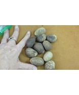 tn-23) 10 small natural Tagua Nut whole nuts for craft Carving Dried pla... - $37.85 CAD