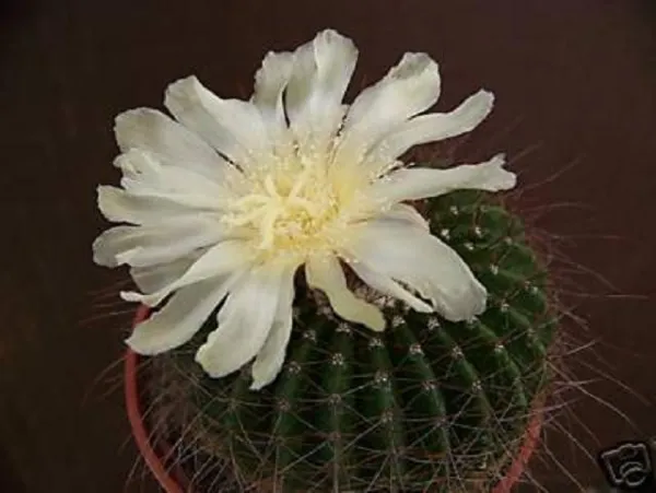 Parodia Shumanniana Flowering Rare Color Cactus Notocactus 25 Seeds Fresh Garden - £14.36 GBP