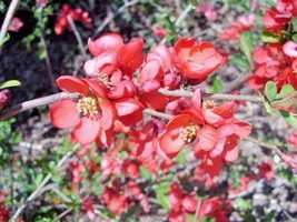 15 Knap Hill Scarlet Japanese Quince Seeds Chaenomeles Speciosa Seeds Fresh Fast - £9.39 GBP