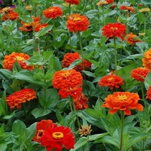 Seeds USA Seller 100 Orange King Zinnia Seeds Planting - £8.46 GBP