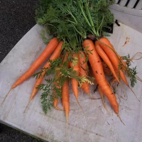 1000 Envy Carrot Seeds For Garden Planting USA Seller - £8.38 GBP