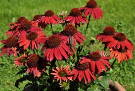 200 Seeds Dark Red Echinacea 6-layer Big Blooms Bonsai Flowers - £10.13 GBP