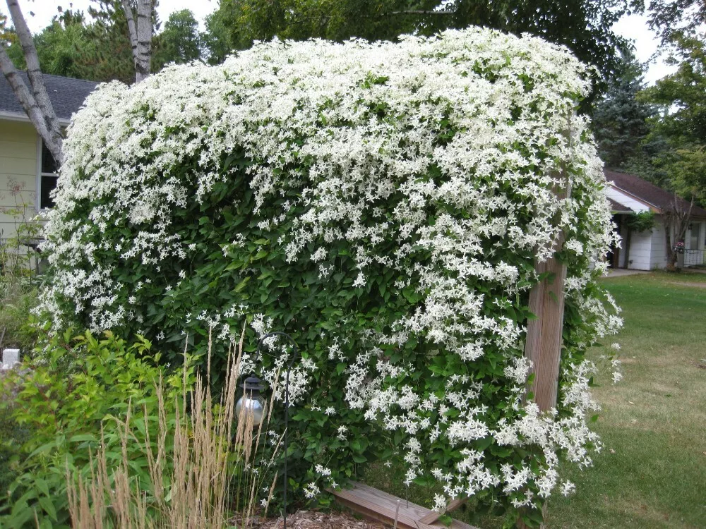 1 Live Plant Clematis Paniculata - £41.88 GBP