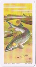 Brooke Bond Red Rose Tea Card #21 Lake Sturgeon North American Wildlife Danger - £0.76 GBP