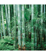 Moso Bamboo Phyllostachys Pubescens Giant 35 PCS Seeds - $187.14 MXN