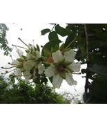 VCS Duabanga Grandiflora Shade Tree 100 Seeds Edible Fruit Evergreen Lar... - $21.04 CAD