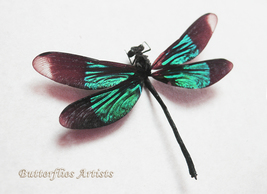 Real Dragonfly Emerald Green Damselfly Calopteryx Virgo Entomology Shado... - $48.99