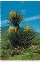 Arizona Postcard Desert Yucca Beavertail &amp; Strawberry Hedgehog Cacti in Bloom - $1.37