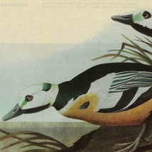 Steller&#39;s Eider Duck Bird 1946 Color Plate Print John James Audubon Natu... - $39.99