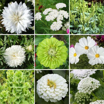 500 Seeds of GREEN WITH ENVY Green &amp; White Flowers Butterflies Hummingbirds NonG - £9.42 GBP