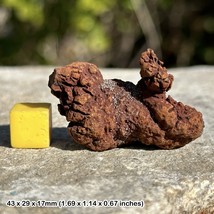 Fossilized Turtle Coprolite (Fossil Poo) - Eocene Madagascar - Ideal Gift - £9.48 GBP