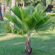 Rare Hawaiian Palm Seeds, Prichardia Pacifica - 3 Seed Pack, Grow Your Tropical  - £5.53 GBP
