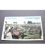 View in Remount Station - Camp Custer, Michigan- 1920s Unposted Postcard. - £10.12 GBP