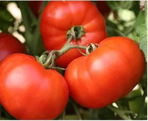 50 Seeds Bush Early Girl Ii Tomato Juicy Tomatoe Vegetable Edible Food Fresh - $10.32